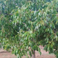 فروش باغ گردو قیمت مناسب|فروش دفتر صنعتی، کشاورزی، تجاری|تویسرکان, |دیوار