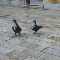 دو جفت کبوتر عتیقه و قواره دار