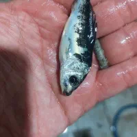 ماهی کوی دو تا پنج بند|ماهی|اصفهان, کارلادان|دیوار