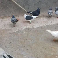 کفتر یاکبوتر|پرنده|مشهد, شهید احمدی روشن|دیوار