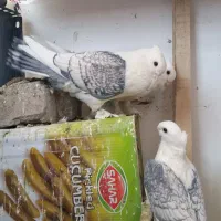 کبوتر ساتن خوشکل|پرنده|فردوس (خراسان), |دیوار