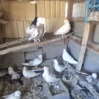 کفتر دمبی همه رنگ|پرنده|آذرشهر, |دیوار