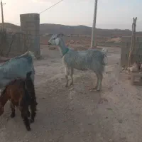 باسلام فروش ۱عدد بزگلابی|حیوانات مزرعه|جهرم, |دیوار