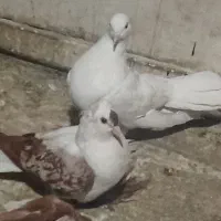 کفتر رنگه|پرنده|مشهد, نوید|دیوار