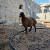 قوچ همو بره شیشک همو|حیوانات مزرعه|قوچان, |دیوار