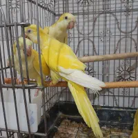 راهب زرد لوتینو  ماده و نر تک و جفت تازه دونخور