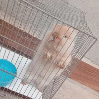 خرگوش مینی لپ