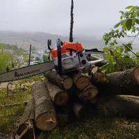 قطع وهرس درخت با اره موتور، فروش چوب گردو