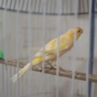 قناری کشیده مست