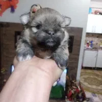 واگذاری غیر رایگان پامر انین