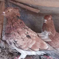 یک جفت کبوتر سرور