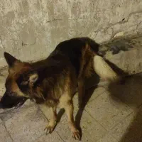 سگ ژرمن بسیار. اروم و باهوش