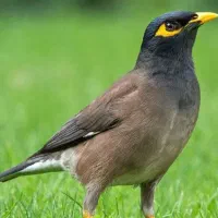 مرغ مینا 250