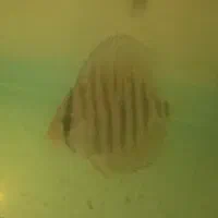 جوجه دیسکس قیمت مناسب