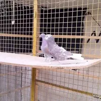 کبوتر تهرانی و شمرونی