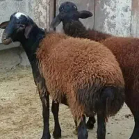 سلاخ خانگی قصاب