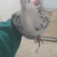 کبوتر|پرنده|خمینی‌شهر, |دیوار