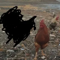 خروس|حیوانات مزرعه|نوشین شهر, |دیوار