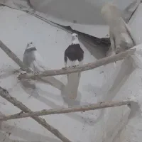 کبوتر طوقی|پرنده|سنقر, |دیوار