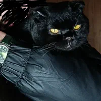 گربه نر اسکاتیش فولد (Scottish fold)