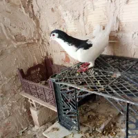 پیراهن لباس تیشرت.یال کرمانی مامله با جوجه المانی|لباس|زابل, |دیوار