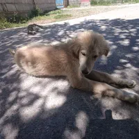 دو عدد توله سگ قدر