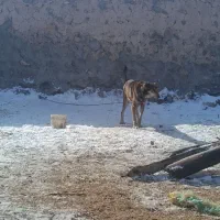 سگ سرابی|سگ|سلماس, |دیوار