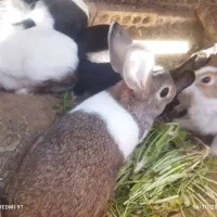 خرگوش|موش و خرگوش|فولادشهر, مسکن مهر فولادشهر|دیوار