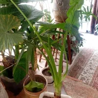 بابا آدم تنه سبز و فیکوس لیراتا