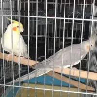 عروس هلندی سخنگو و آواز خون