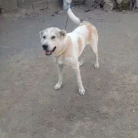 سگ نگهبان|سگ|تبریز, |دیوار