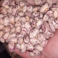 لوبیای چیتی دست چین شده