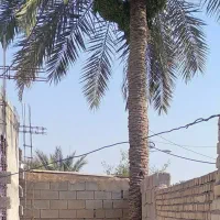 هرس و پاک کردن نخل