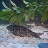 ماهی کوی|ماهی|کرج, شهرک جهاننما|دیوار