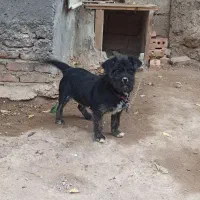 سگ توله