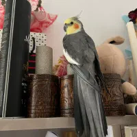 دو جفت عروس هلندی