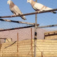 کفتر شازده عطیقه