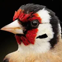 سهره نقاب بلند جوجه سهره سرد سیر