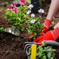 خاک باغچه درجه 1 و به شرط تخصصی و تضمینی