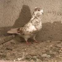 سه تا کبوتر بلند پرواز وبازیدار ار سه صید شده