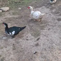 اردک اسراییلی|حیوانات مزرعه|فرح آباد, |دیوار