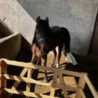 اسب مادیون|اسب و تجهیزات اسب‌سواری|صفادشت, |دیوار