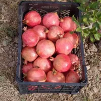 باغ انار اجاره در روستای قردین|اجارهٔ کوتاه‌مدت ویلا و باغ|ساوه, |دیوار