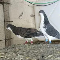 کفتر شهری|پرنده|شیراز, شهرک والفجر|دیوار