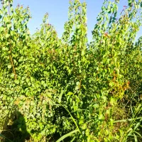 فروش انــواع نهــالهــای میــوه زینتــی غیــرمثمر