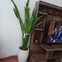 دو عدد گل سانسوری پایه بلند