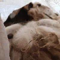 پشم گوسفند