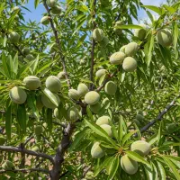 خرید نهال بادام برای احداث باغ