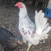 تخم مرغ نطفه دار|حیوانات مزرعه|کرمان, |دیوار