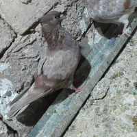 کفتر پرشی|پرنده|ری, شهادت|دیوار